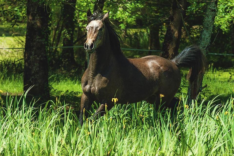 Bed and Breakfast Le Ranch Amadeus Saint-Paul-en-Born Esterno foto