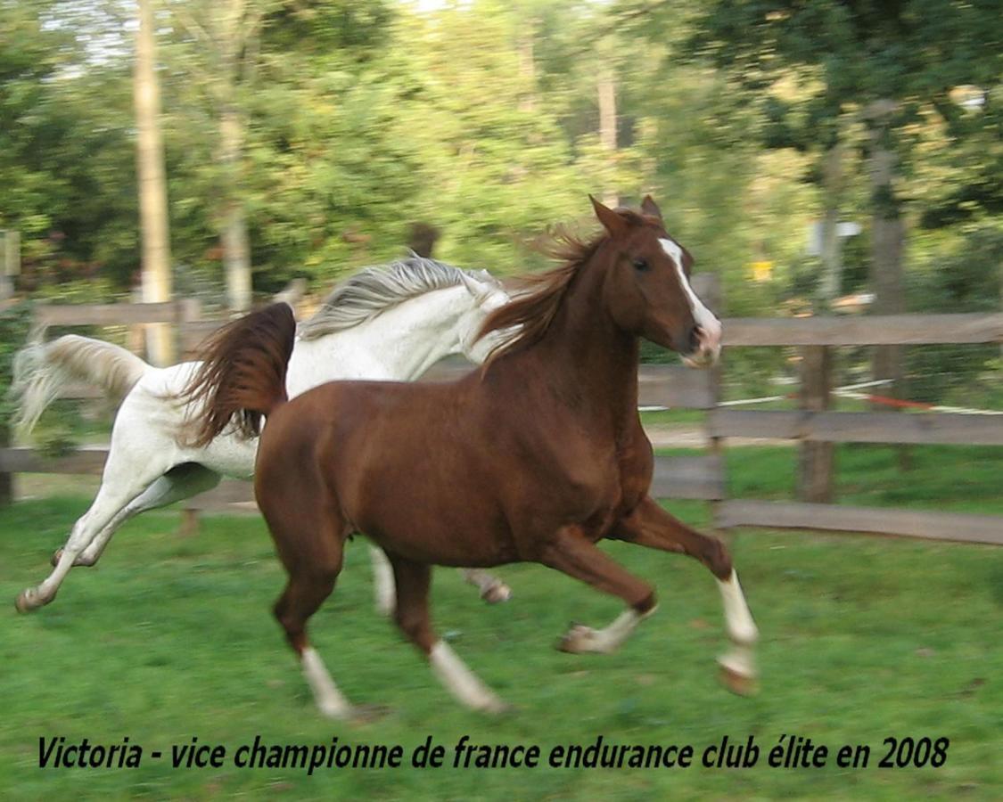 Bed and Breakfast Le Ranch Amadeus Saint-Paul-en-Born Esterno foto