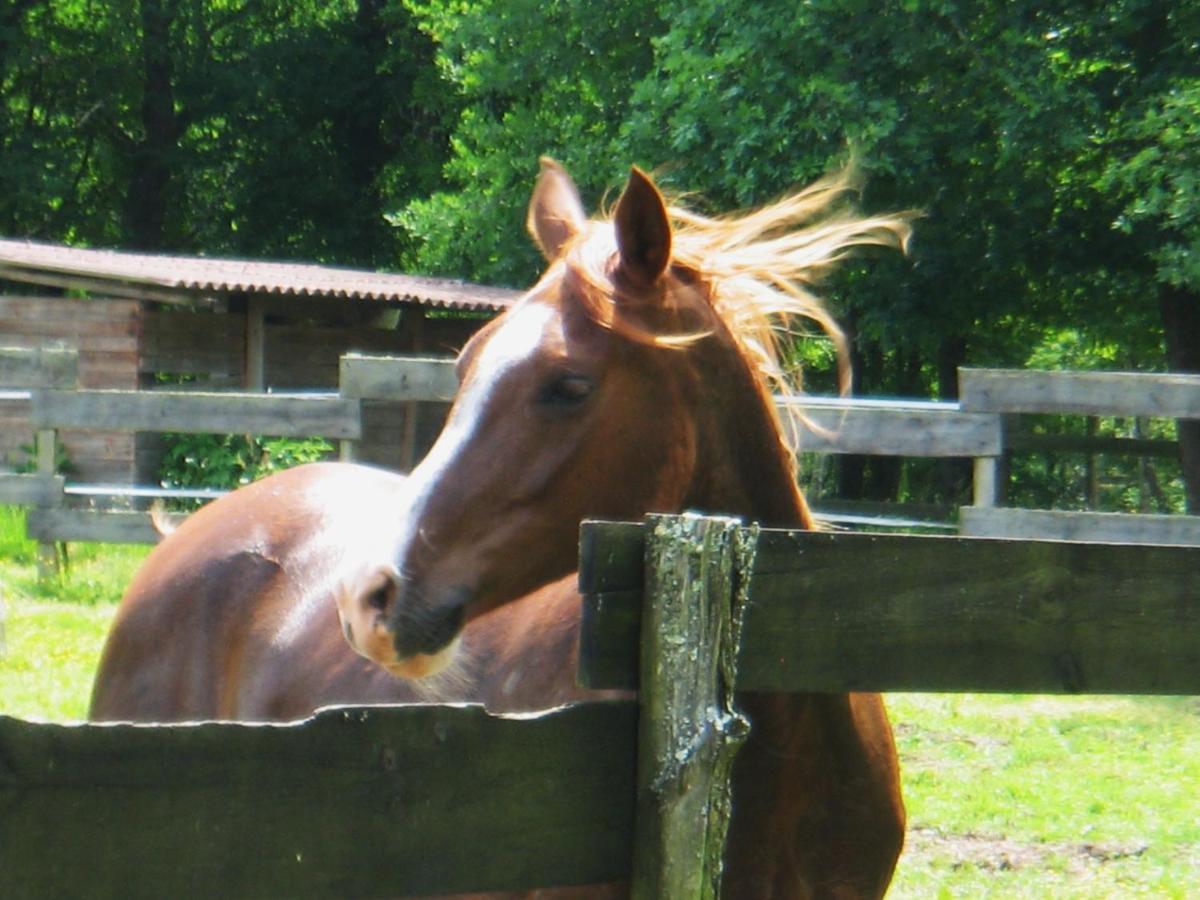 Bed and Breakfast Le Ranch Amadeus Saint-Paul-en-Born Esterno foto