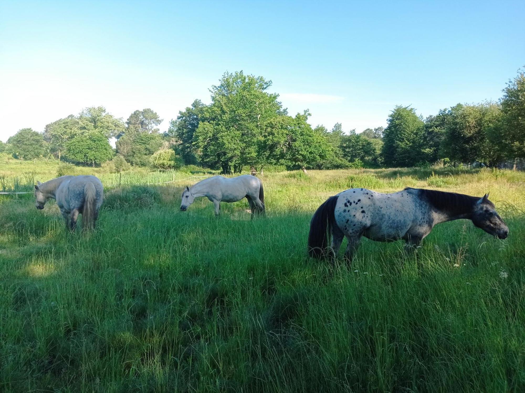 Bed and Breakfast Le Ranch Amadeus Saint-Paul-en-Born Esterno foto
