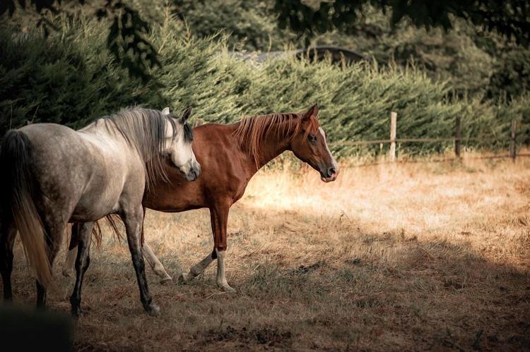 Bed and Breakfast Le Ranch Amadeus Saint-Paul-en-Born Esterno foto